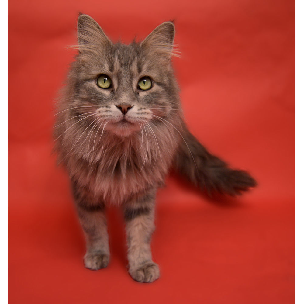 Visico Widetone Seamless Background Paper #56 (Red)