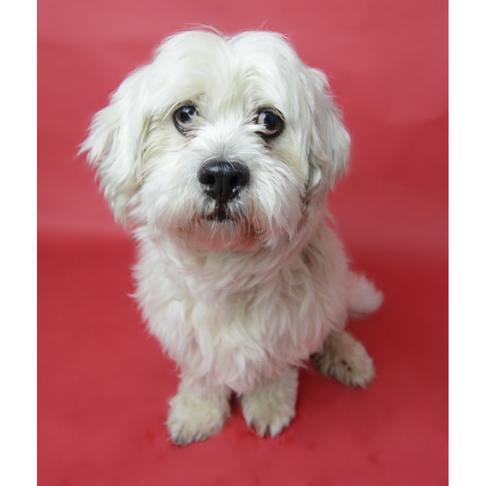 Visico Widetone Seamless Background Paper #56 (Red)