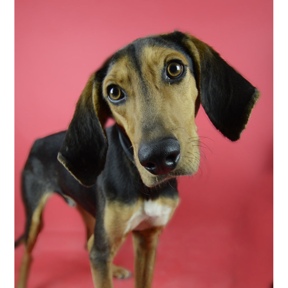 Visico Widetone Seamless Background Paper #56 (Red)