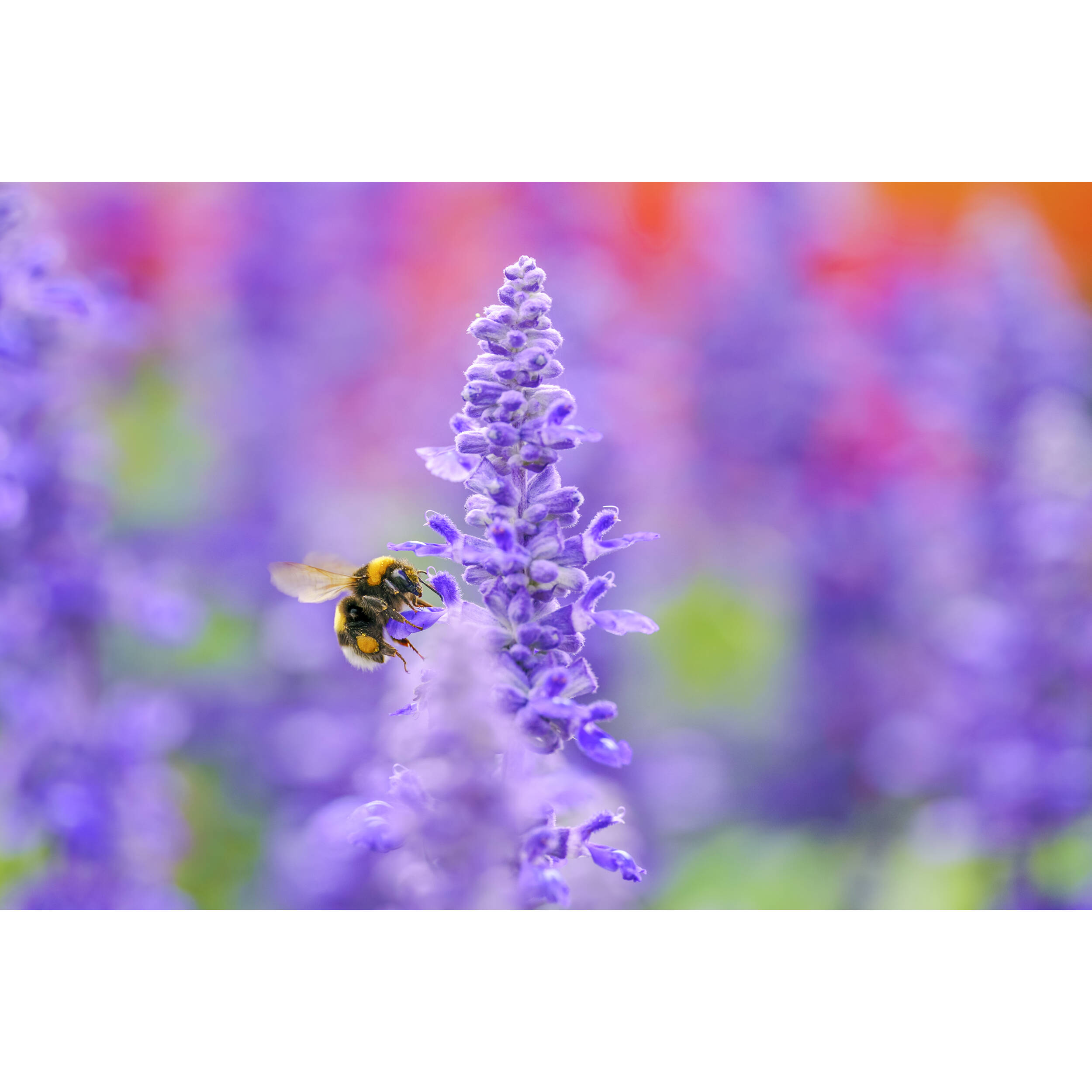 Sigma 105mm f/2.8 DG DN Macro Art Lens (Sony E) - Image 4