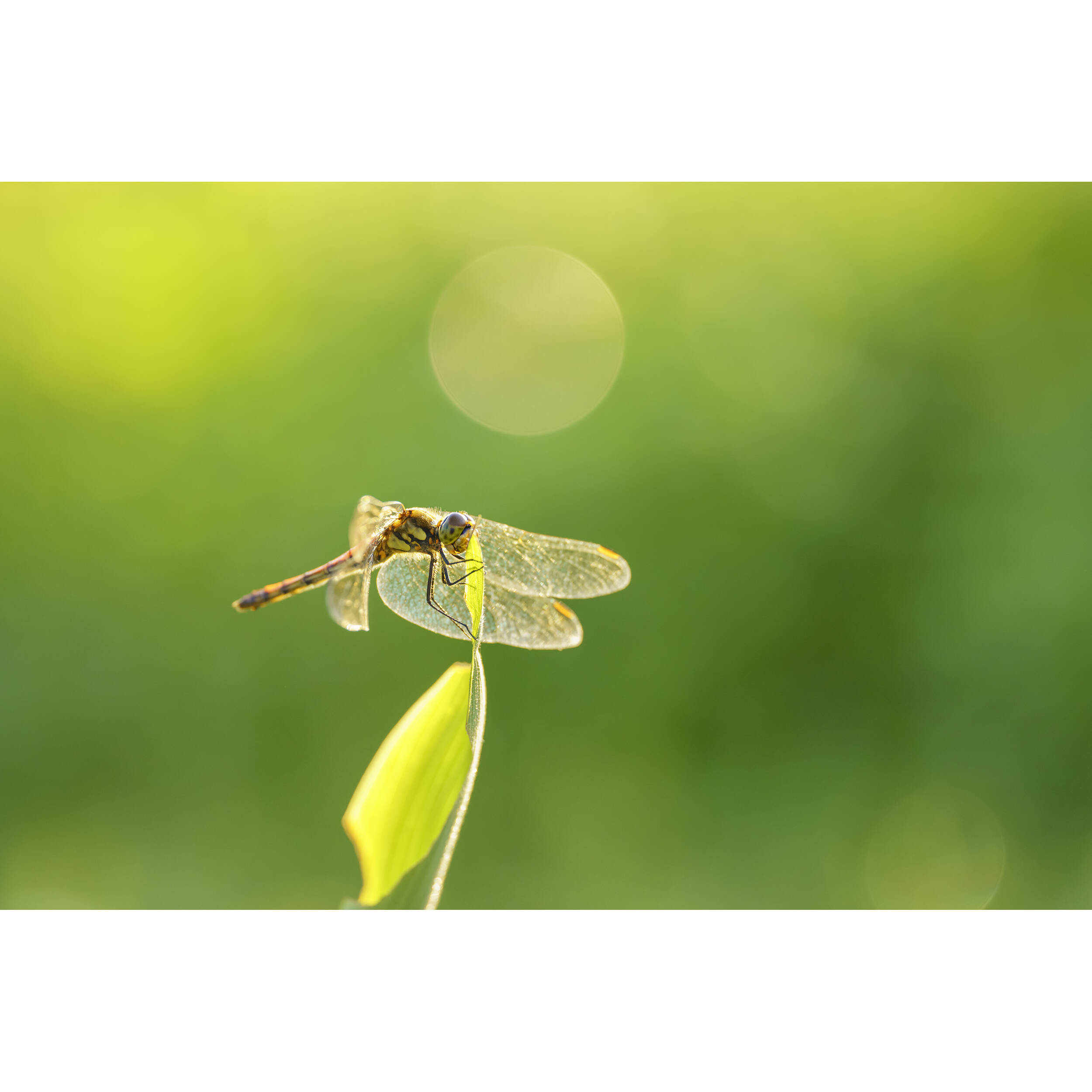 Sigma 105mm f/2.8 DG DN Macro Art Lens (Sony E) - Image 5